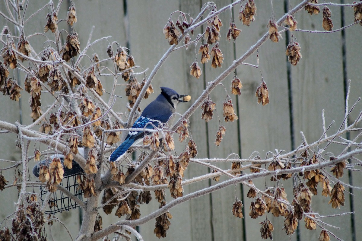 Blue Jay - Scott & Jill Tansowny