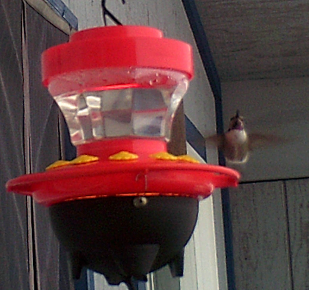 Costa's Hummingbird - ML129673571