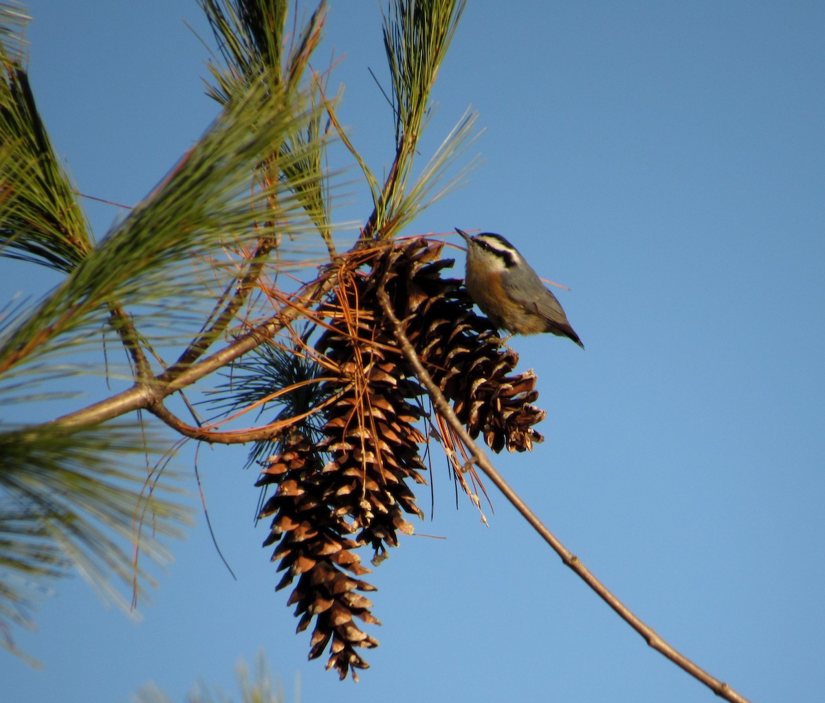 Red-breasted Nuthatch - ML129673581