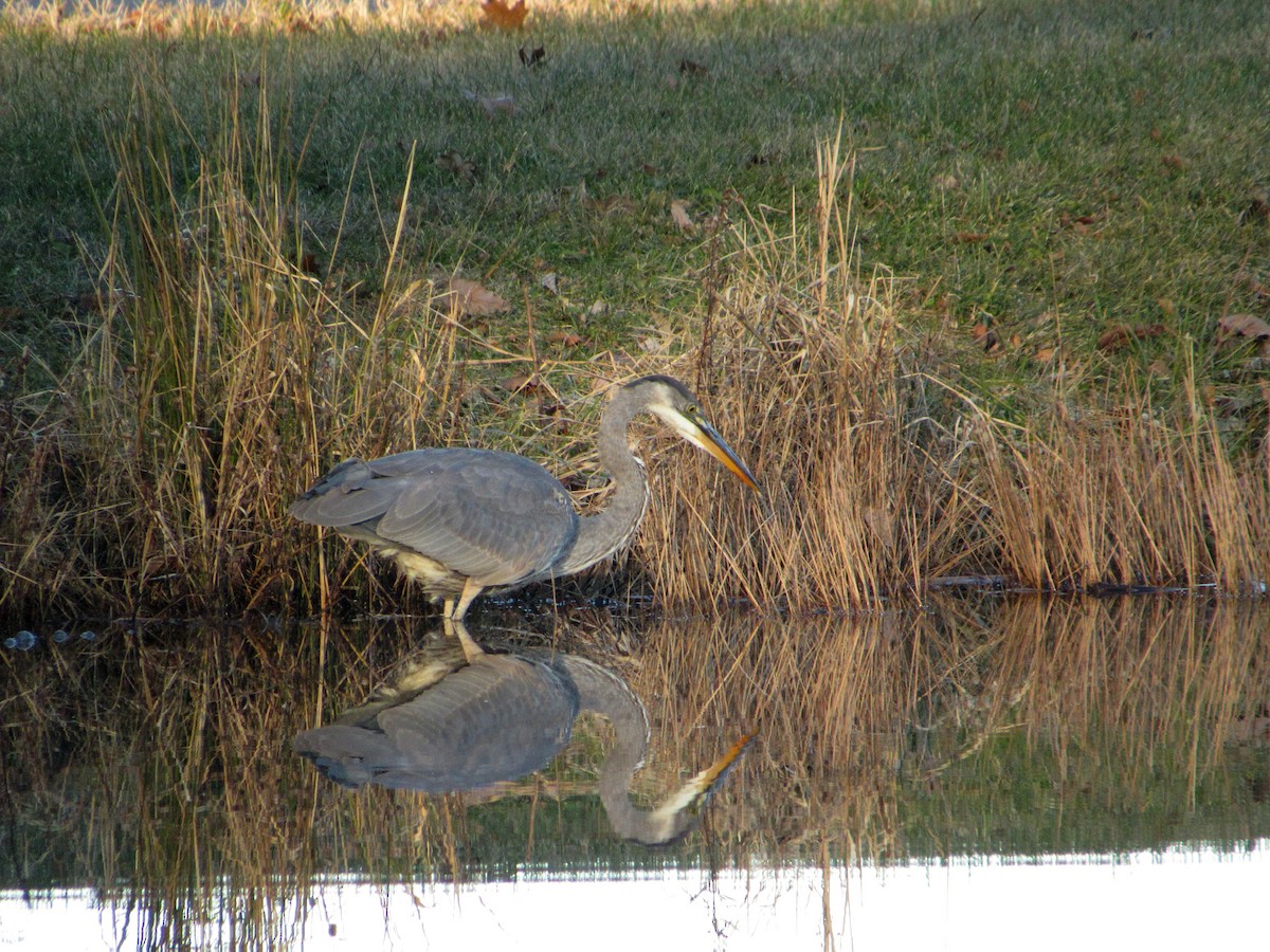 Great Blue Heron - ML129673621