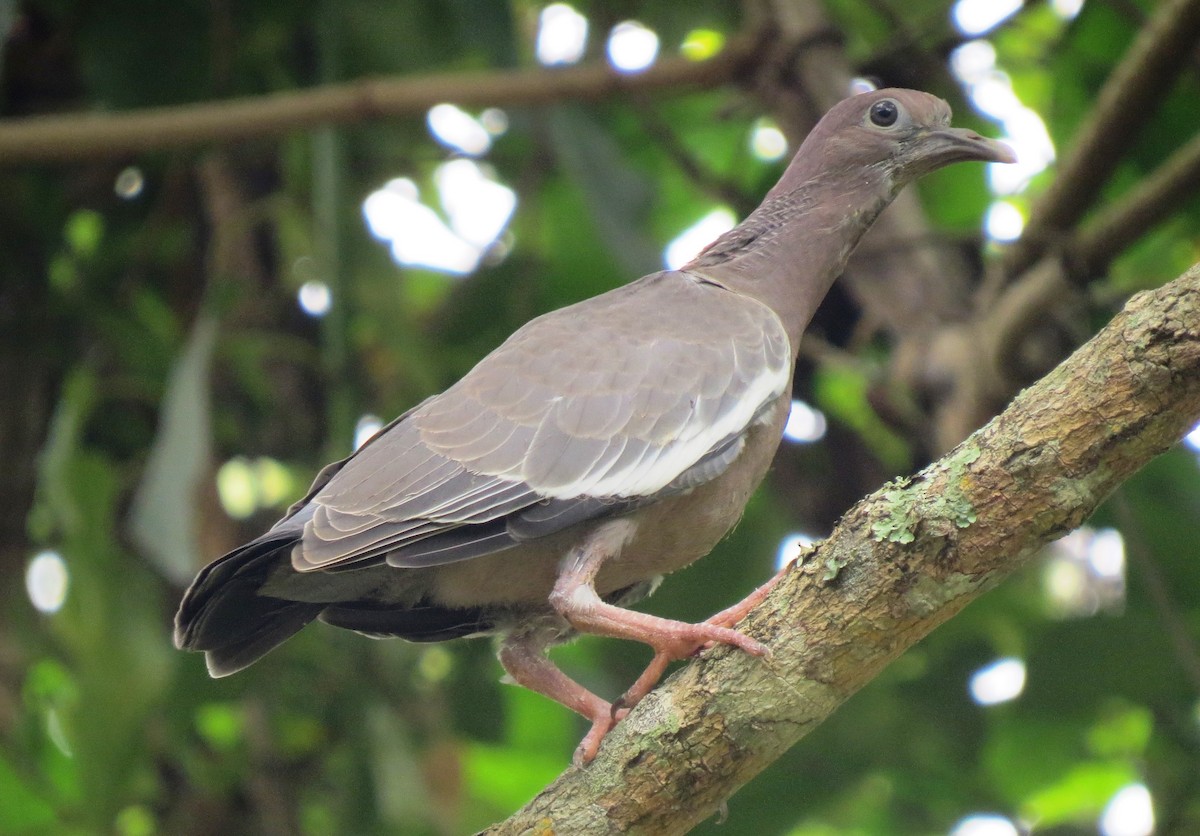 Picazuro Pigeon - Leticia Zimback