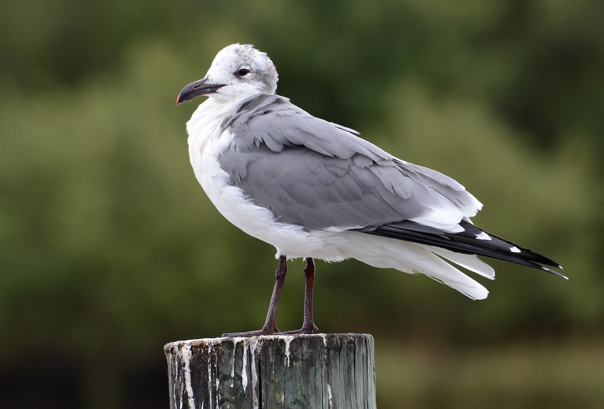 Laughing Gull - Erik Martin