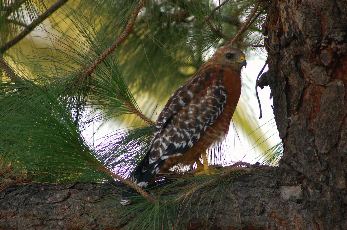 Red-shouldered Hawk - Christopher Lindsey