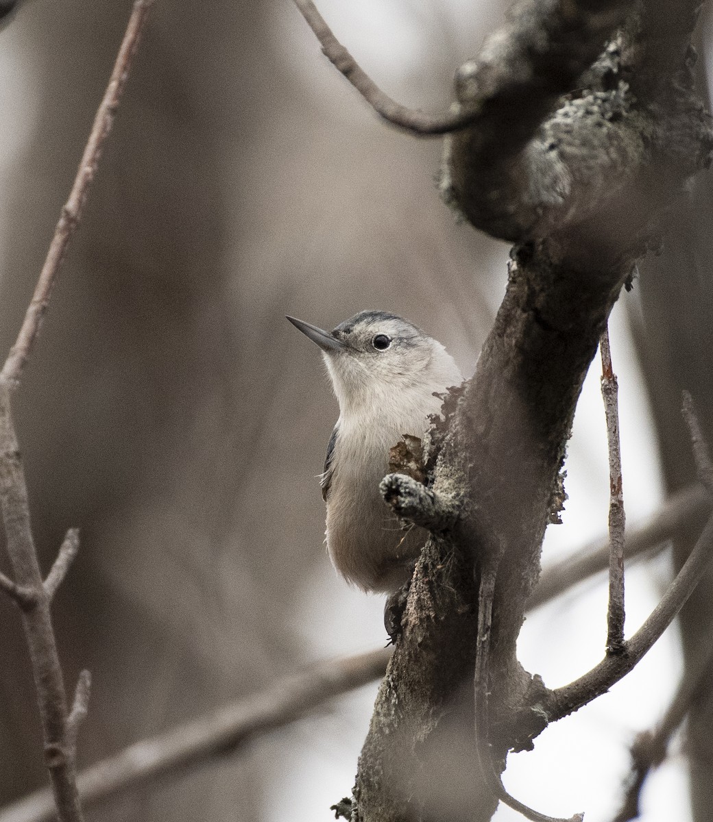 White-breasted Nuthatch - ML129677311