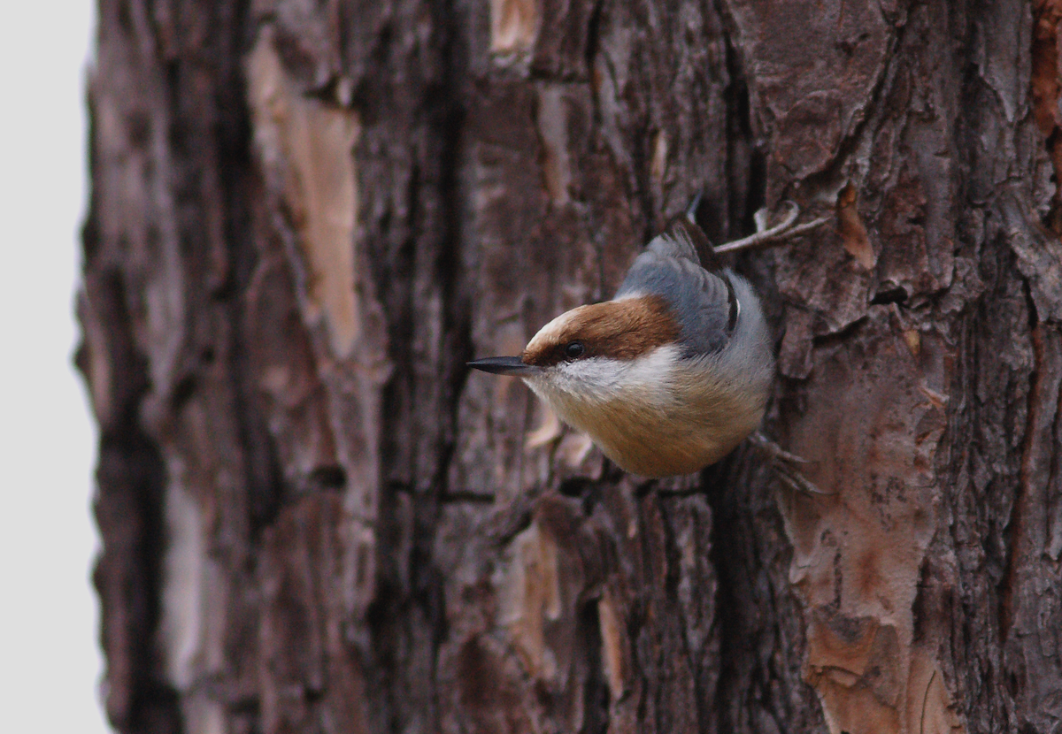 Brown-headed Nuthatch - ML129677561