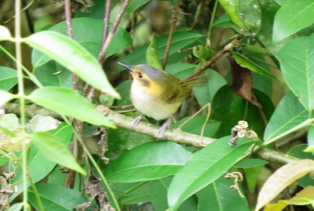 Ochre-faced Tody-Flycatcher - ML129678411