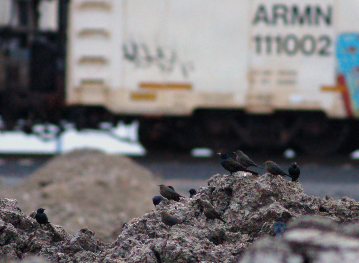 Common Grackle (Bronzed) - ML129678651
