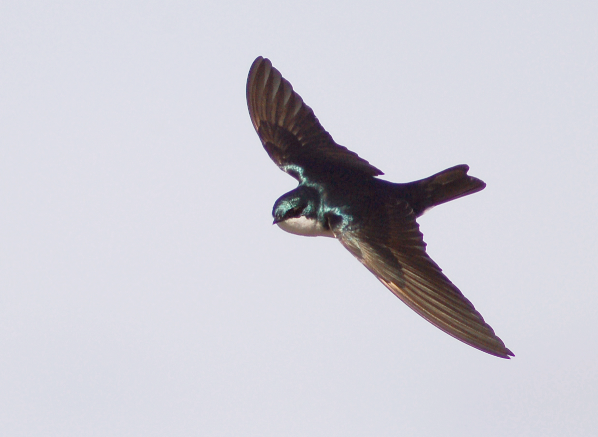 Tree Swallow - Christopher Lindsey