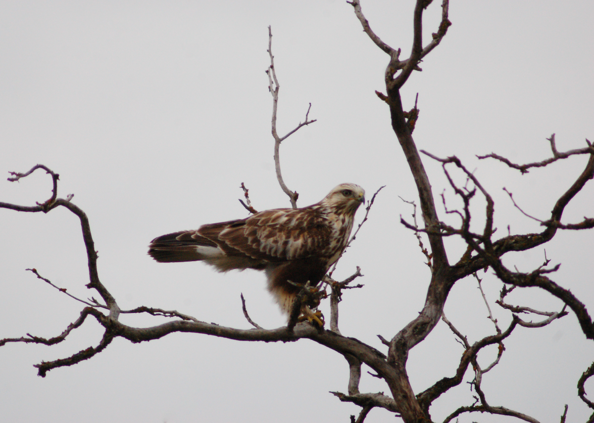 Rough-legged Hawk - Christopher Lindsey