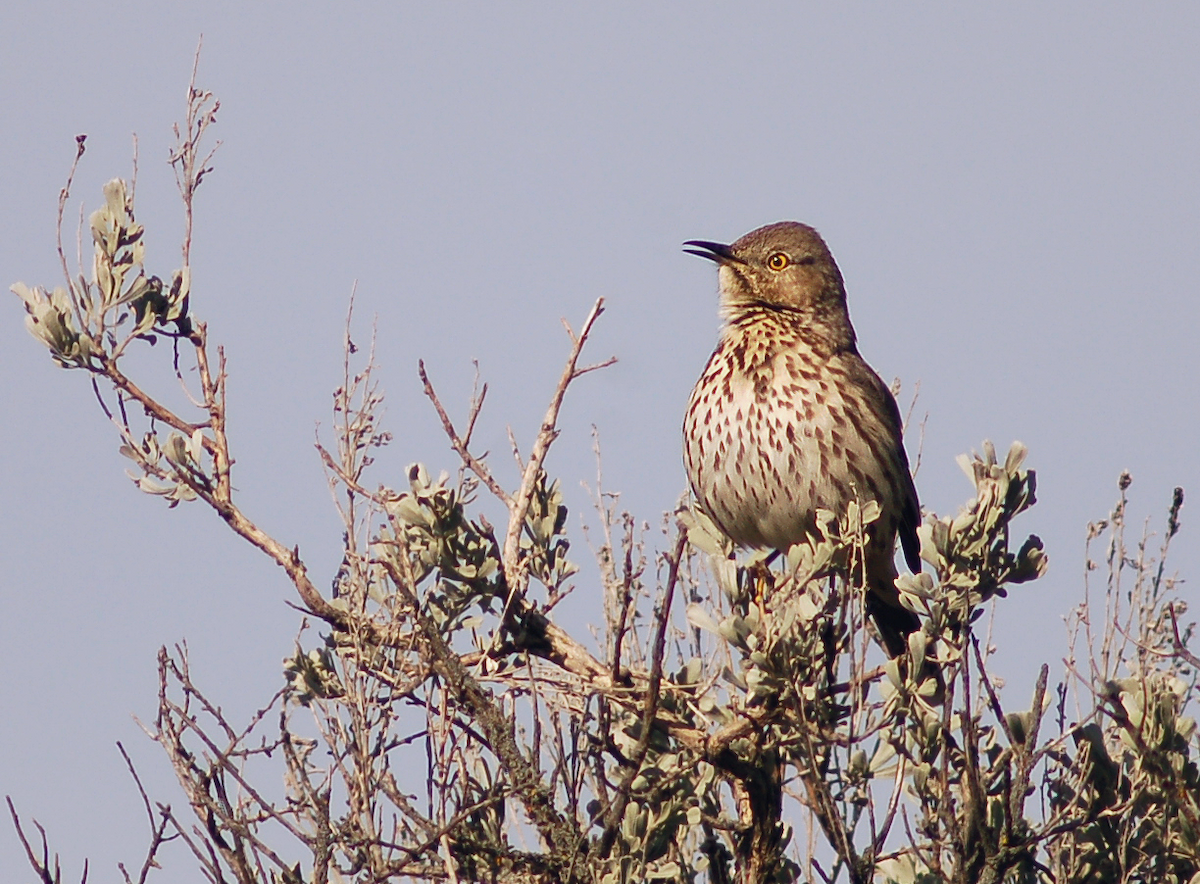 Sage Thrasher - Christopher Lindsey