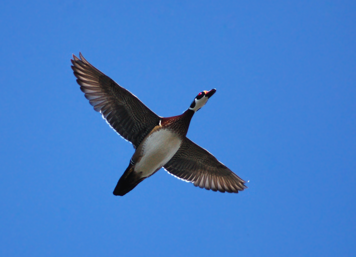 Wood Duck - ML129679511