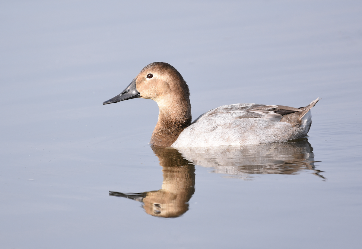 Canvasback - ML129680321