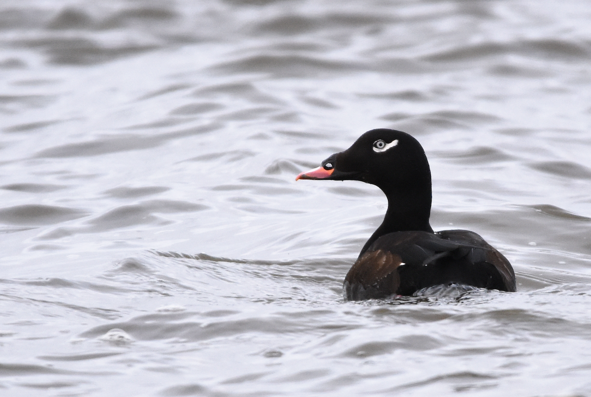 White-winged Scoter - ML129680511