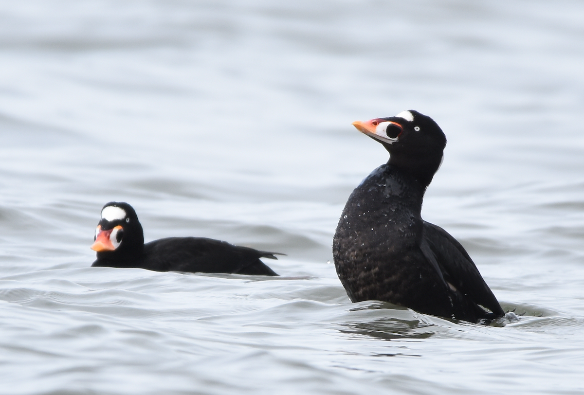 Surf Scoter - Christopher Lindsey