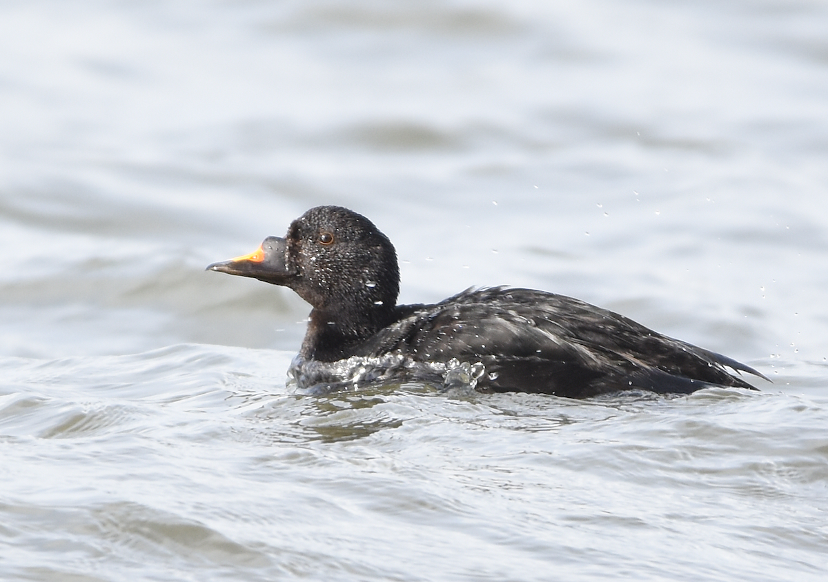 Common Scoter - ML129680531