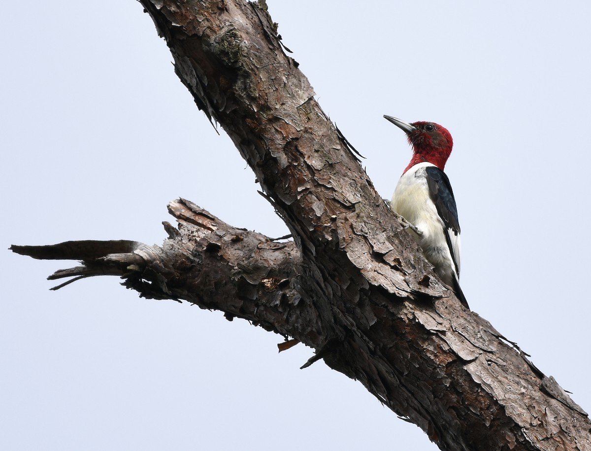 Red-headed Woodpecker - ML129680771