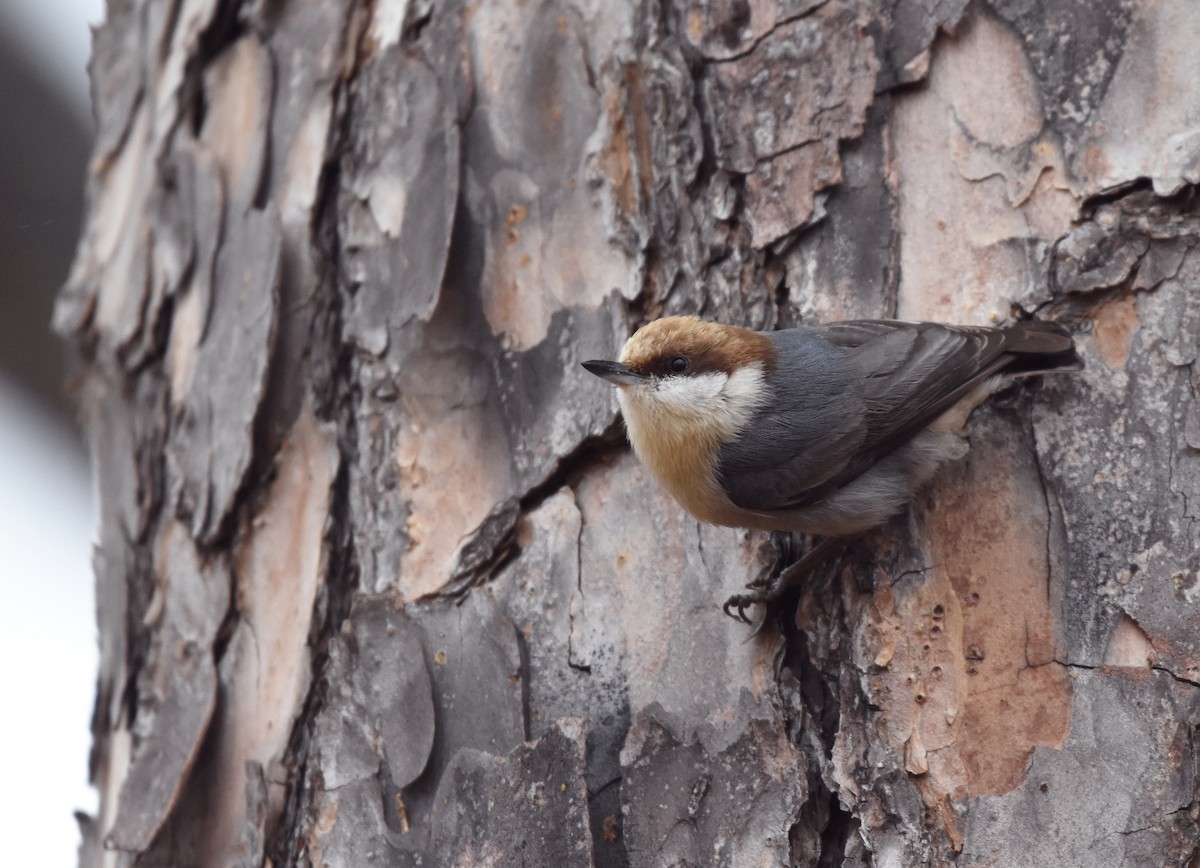 Brown-headed Nuthatch - ML129680881