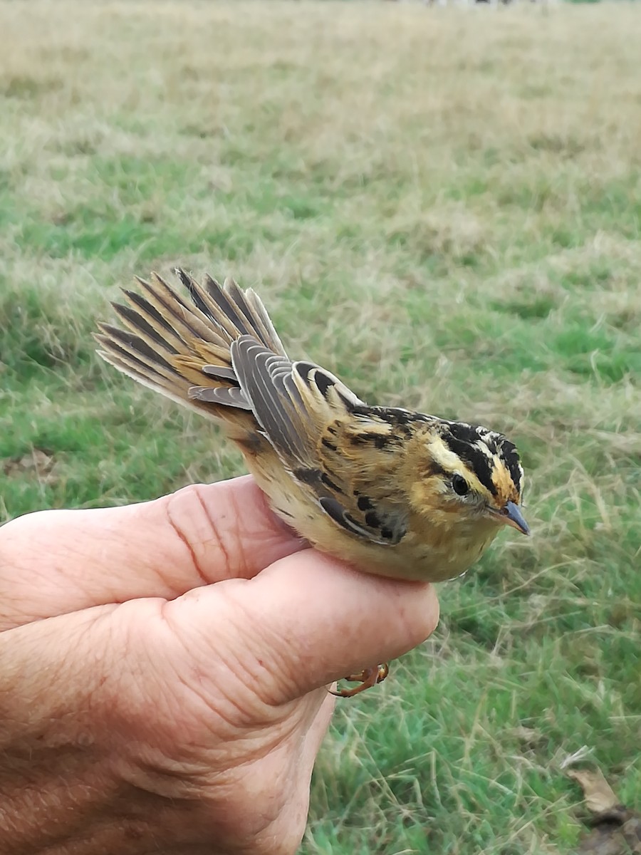 Aquatic Warbler - ML129682211