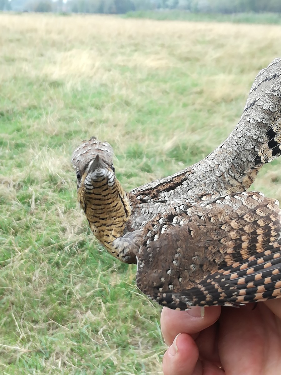 Eurasian Wryneck - Olmo Cornelis