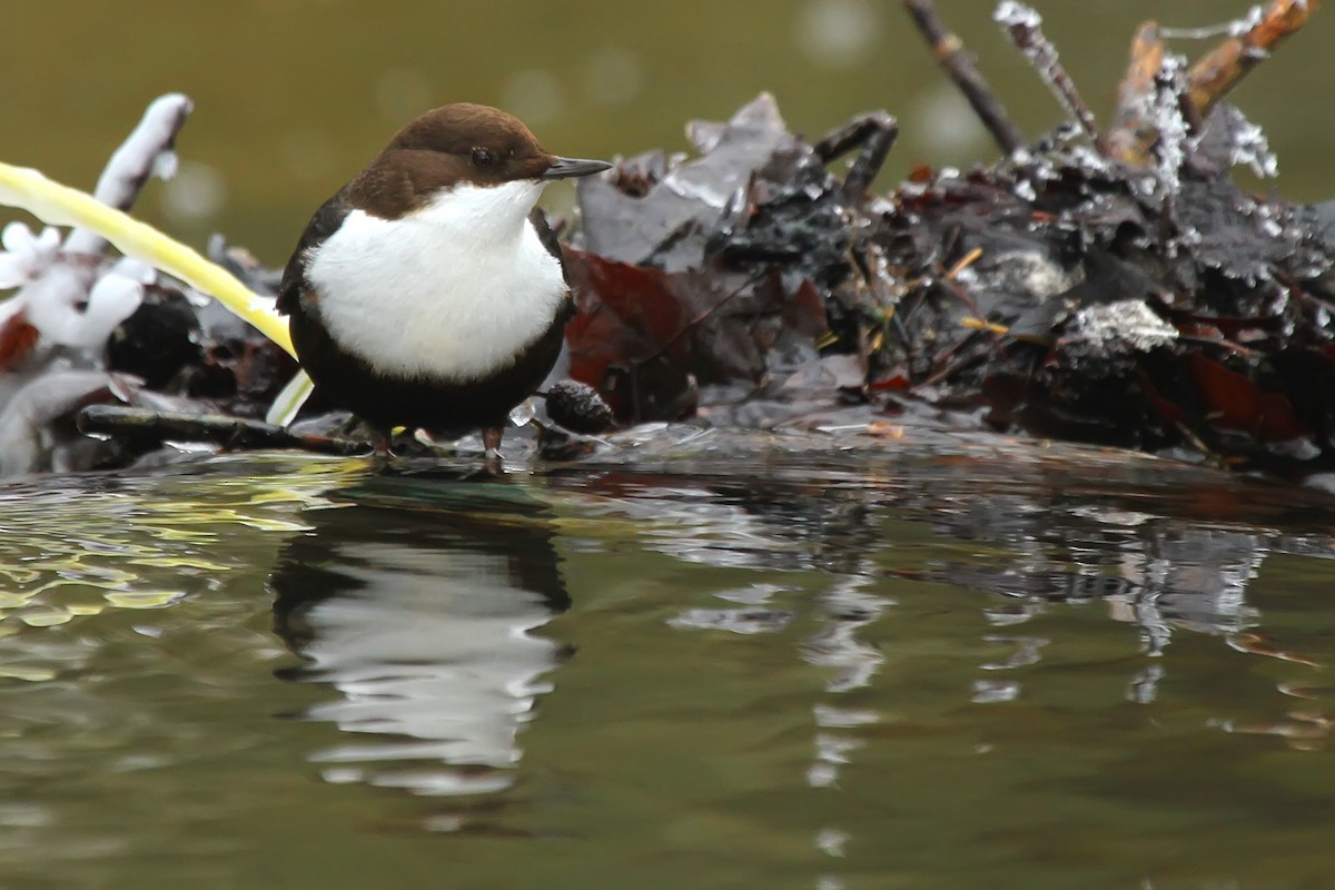 White-throated Dipper - Dave Andrews