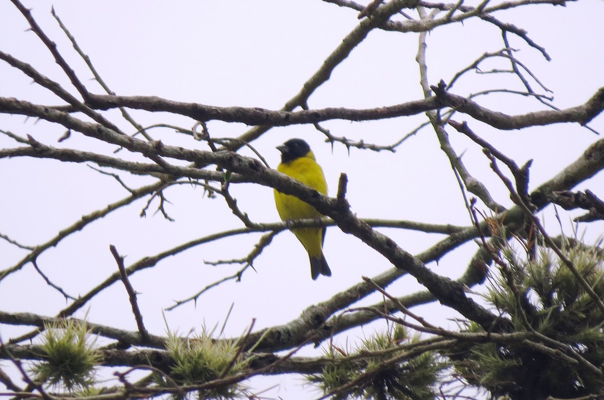 Hooded Siskin - ML129682441