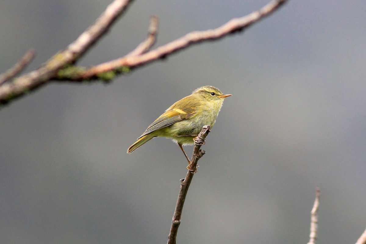 Buff-barred Warbler - ML129682701