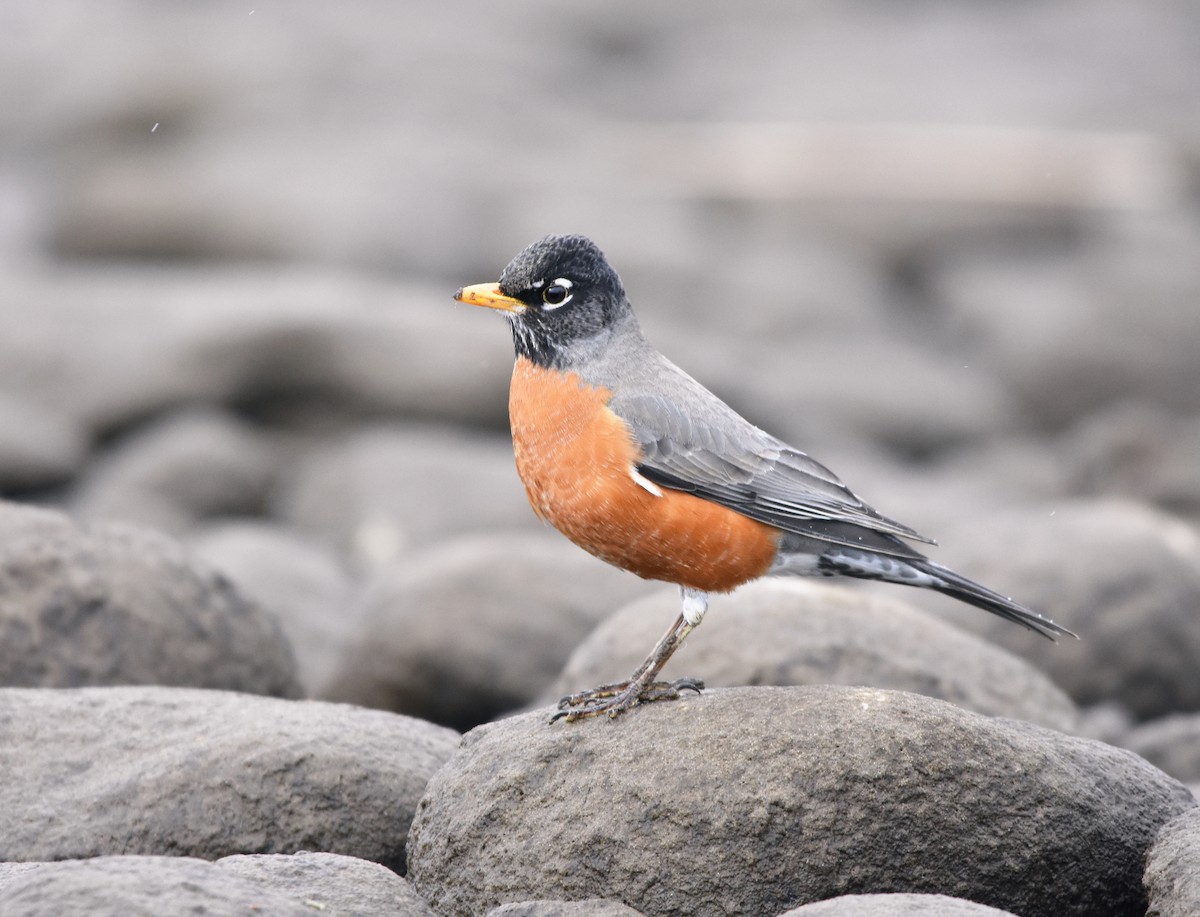 American Robin - Christopher Lindsey