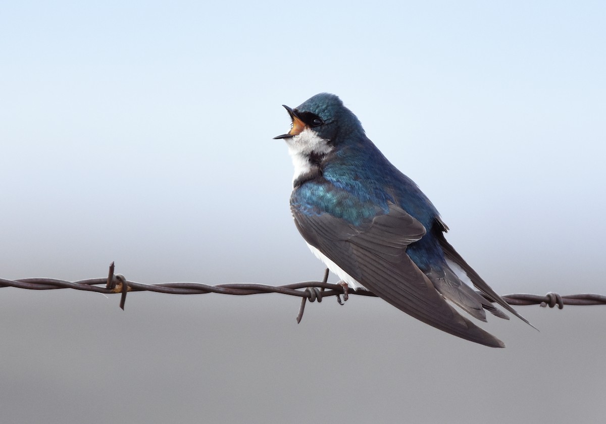 Tree Swallow - Christopher Lindsey