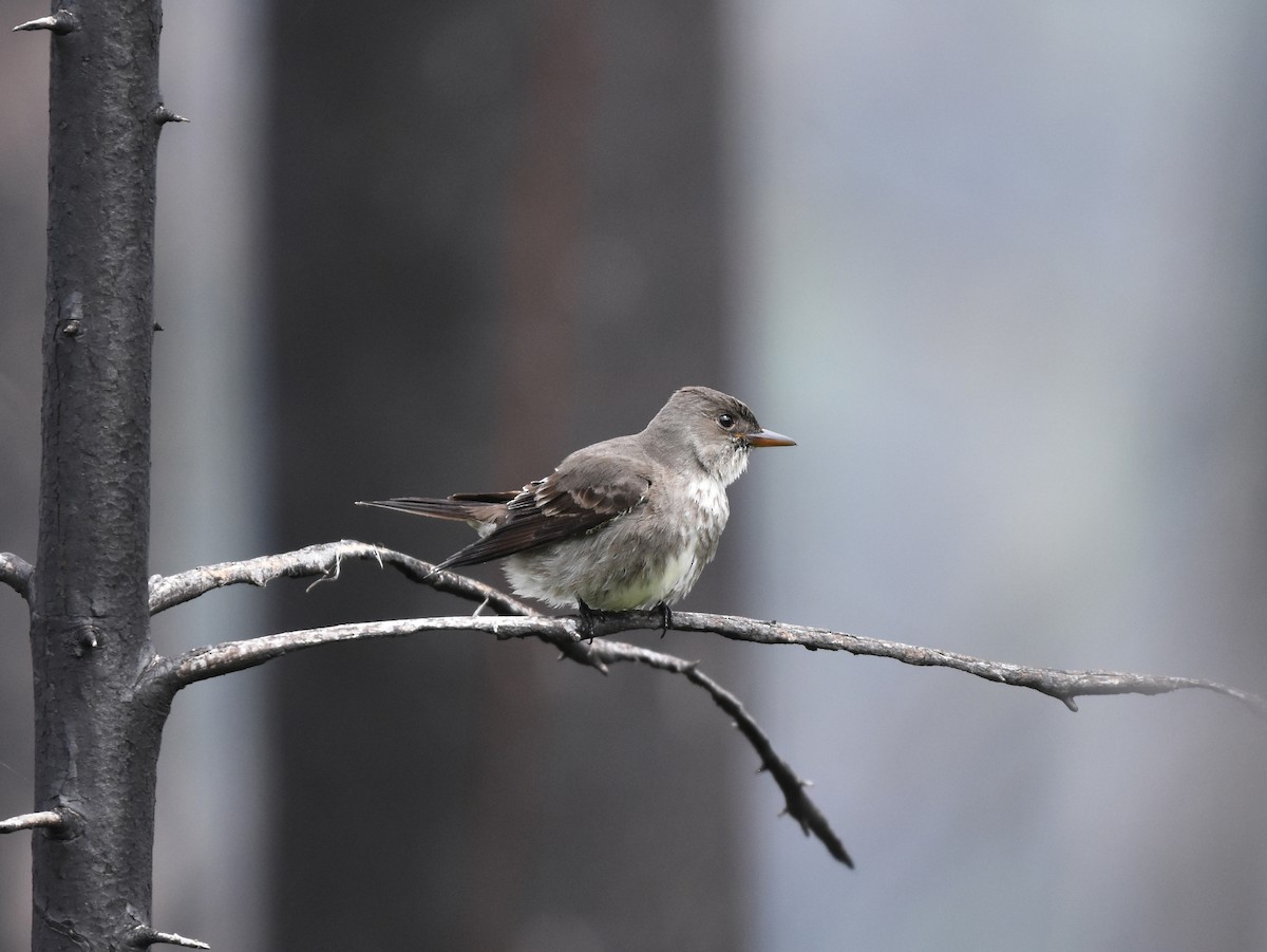 Olive-sided Flycatcher - ML129684051