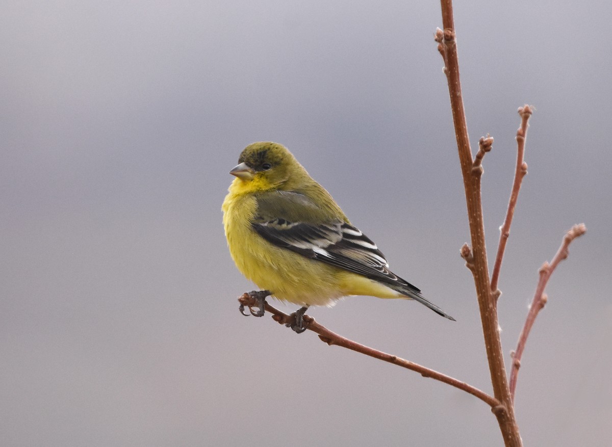 Lesser Goldfinch - ML129685721