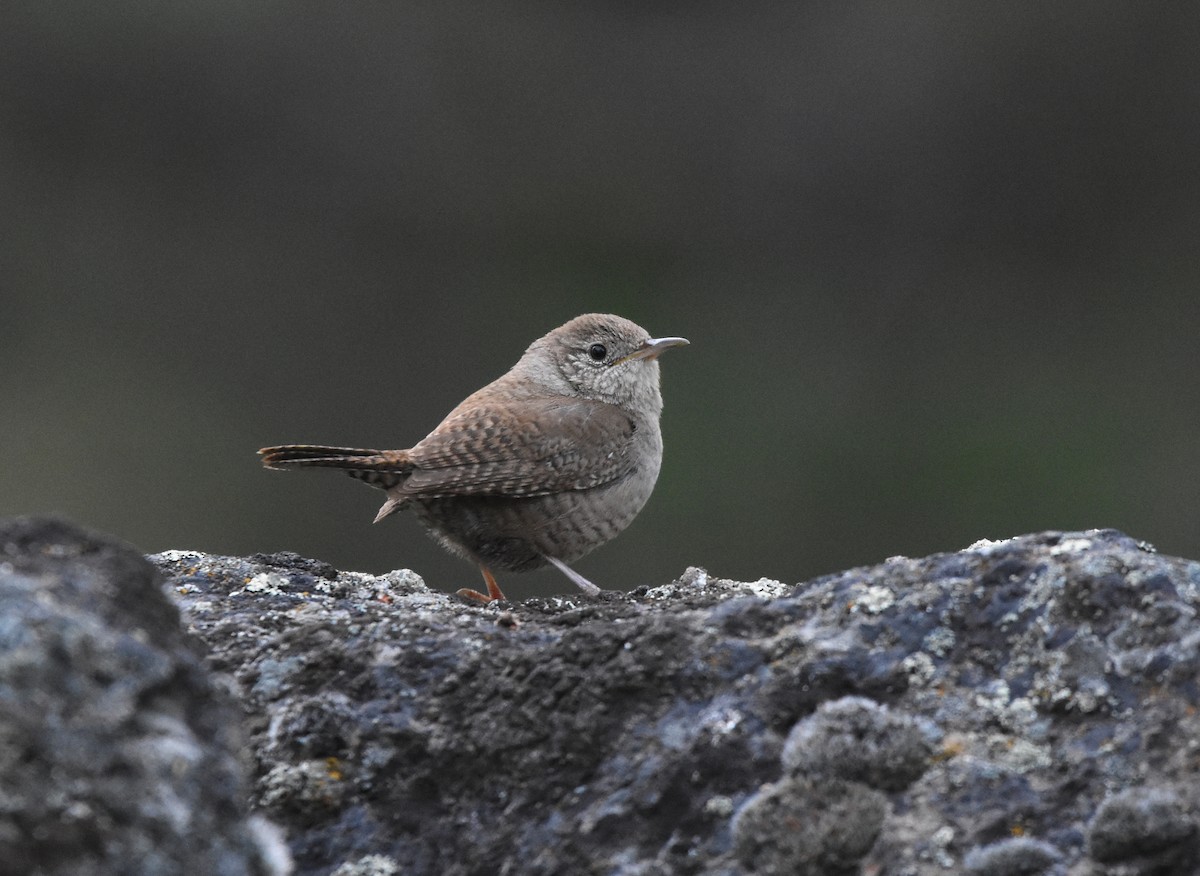 House Wren - ML129686621