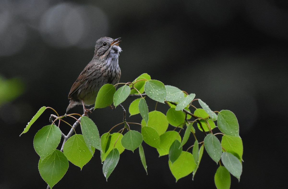 eBird Checklist - 25 May 2018 - Divide Well Campground - 24 species