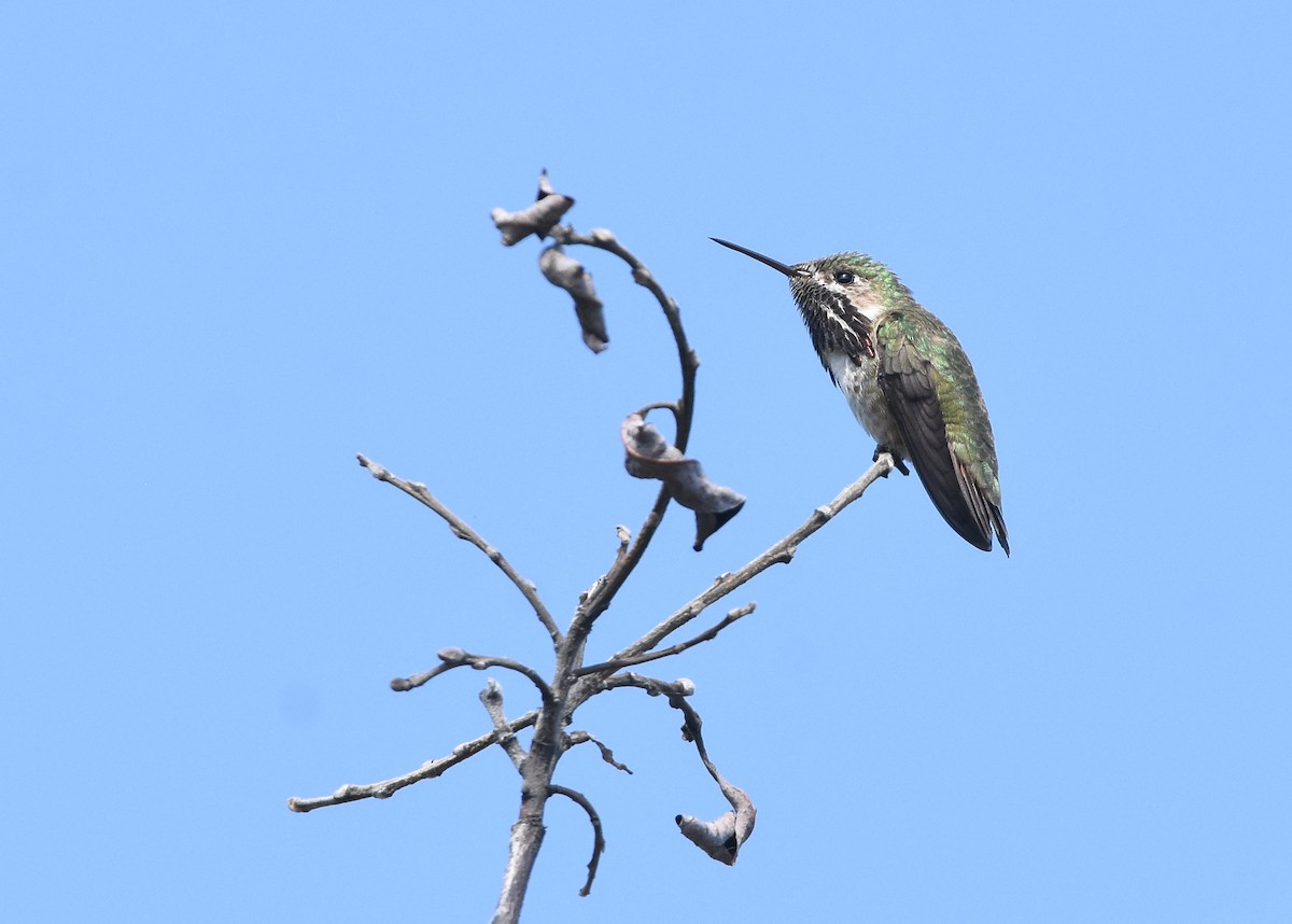 Calliope Hummingbird - ML129686801
