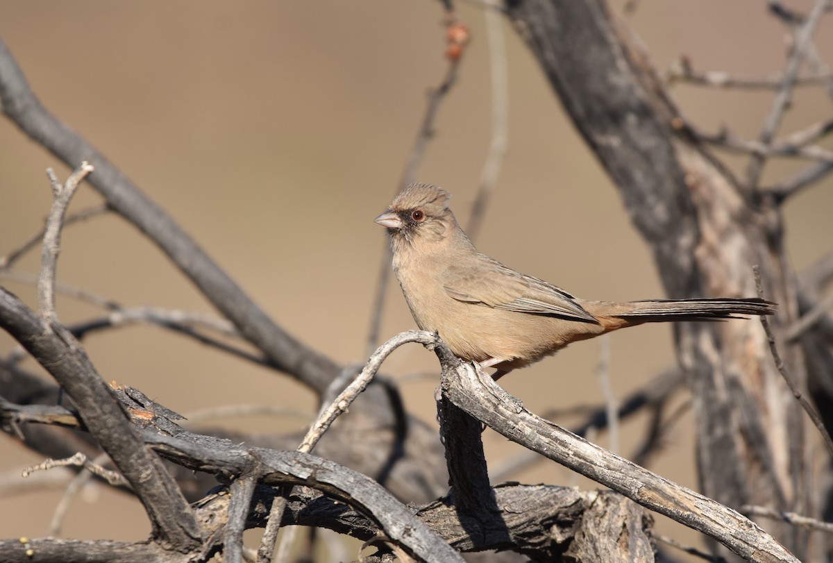 Abert's Towhee - ML129687221