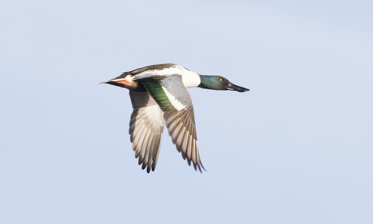 Northern Shoveler - Brian Sullivan