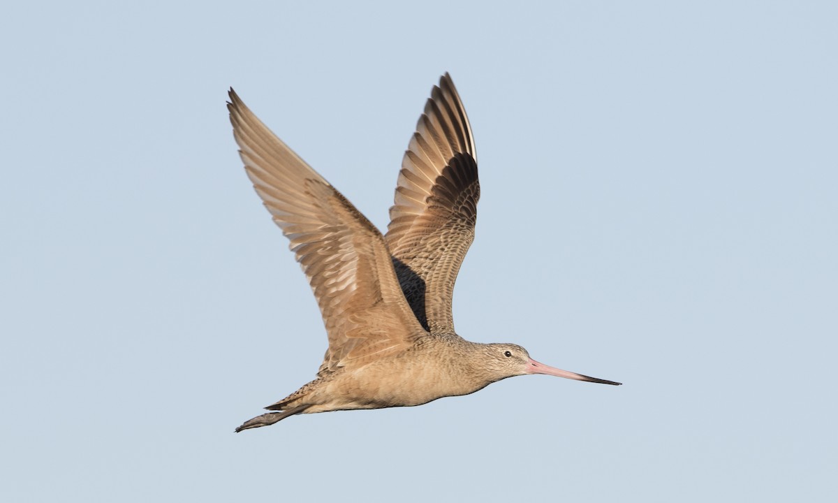 Marbled Godwit - Brian Sullivan