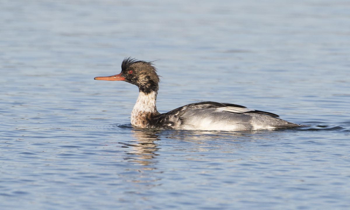 Red-breasted Merganser - ML129687791