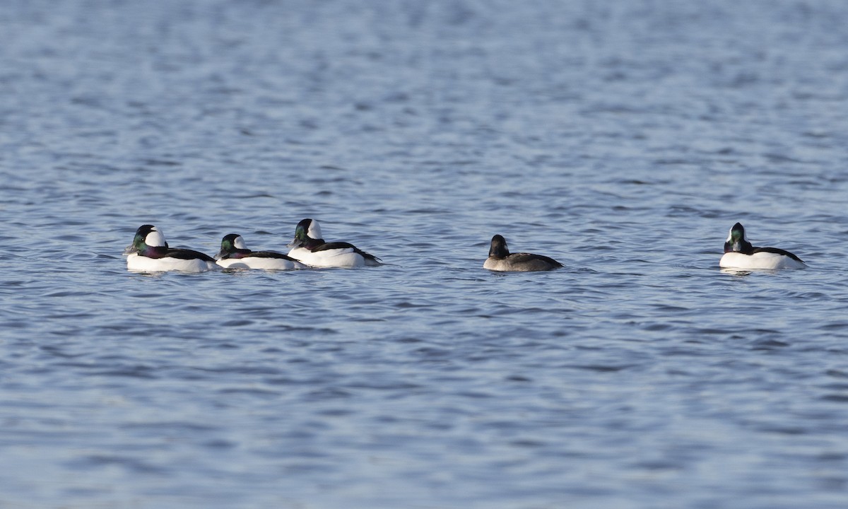 Bufflehead - Brian Sullivan