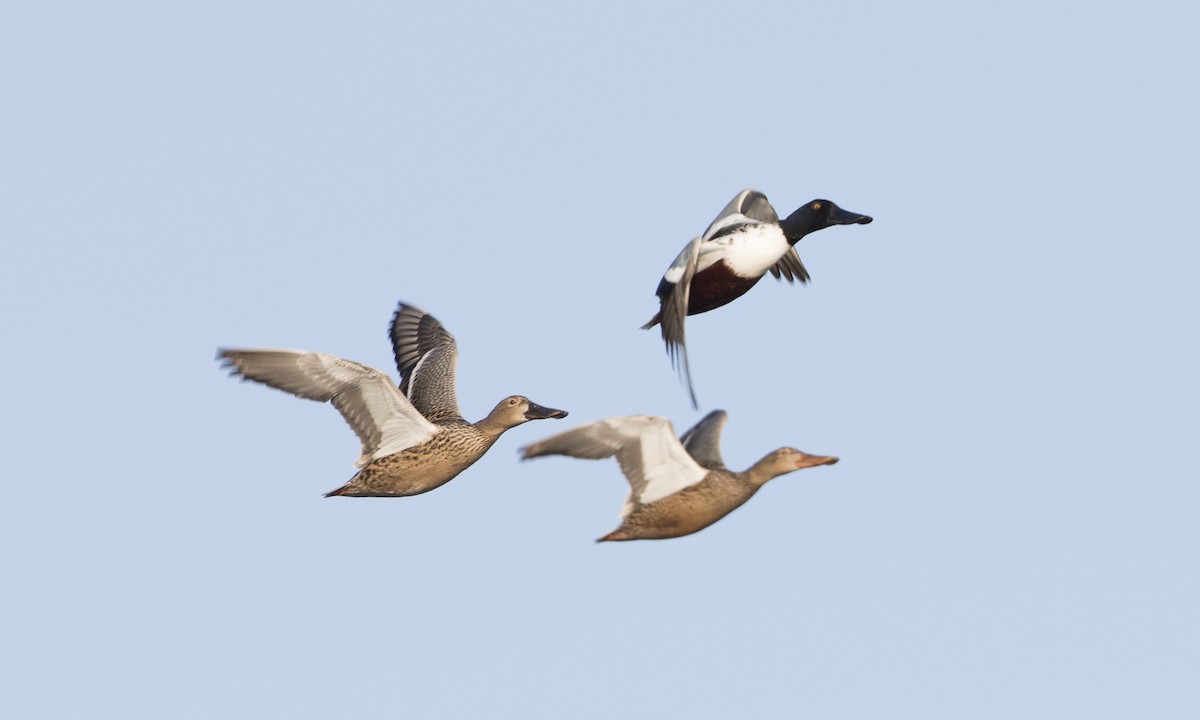 Northern Shoveler - Brian Sullivan