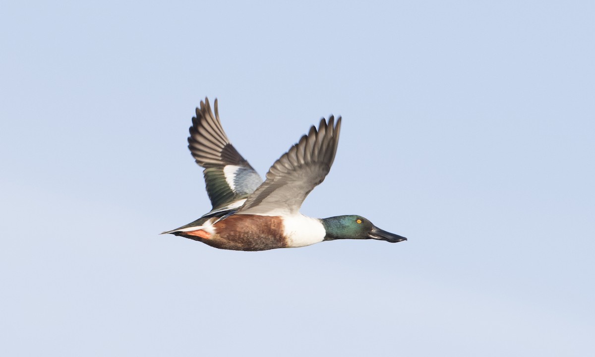 Northern Shoveler - Brian Sullivan