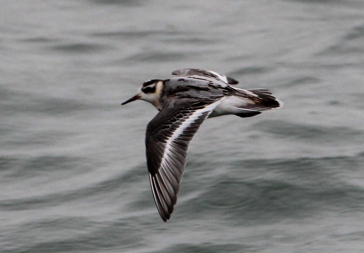 Red Phalarope - Carl & Judi Manning