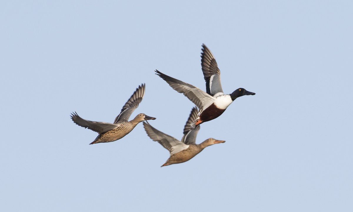 Northern Shoveler - Brian Sullivan