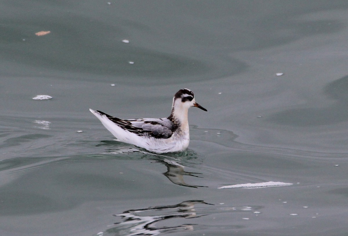 Red Phalarope - Carl & Judi Manning