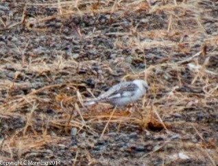 Snow x McKay's Bunting (hybrid) - Carl & Judi Manning