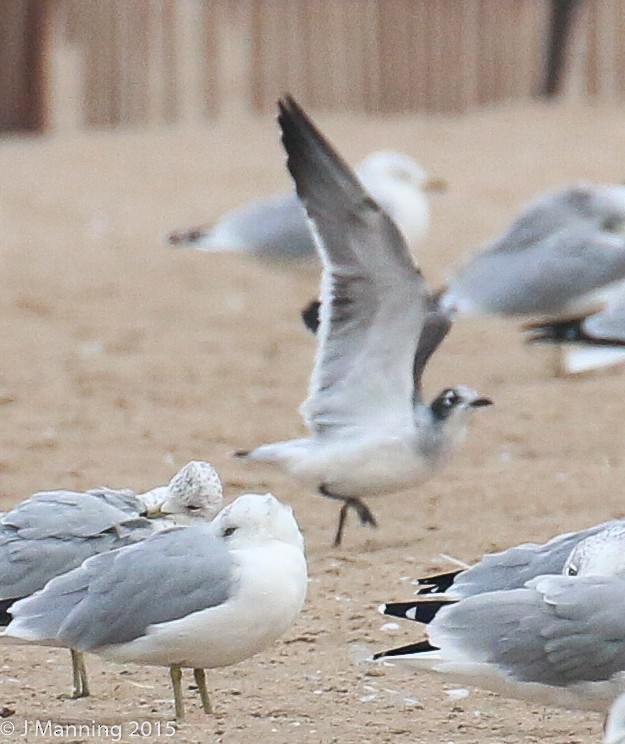 Franklin's Gull - ML129690781