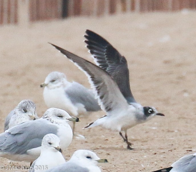 Franklin's Gull - ML129690791