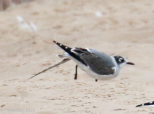 Franklin's Gull - ML129690811