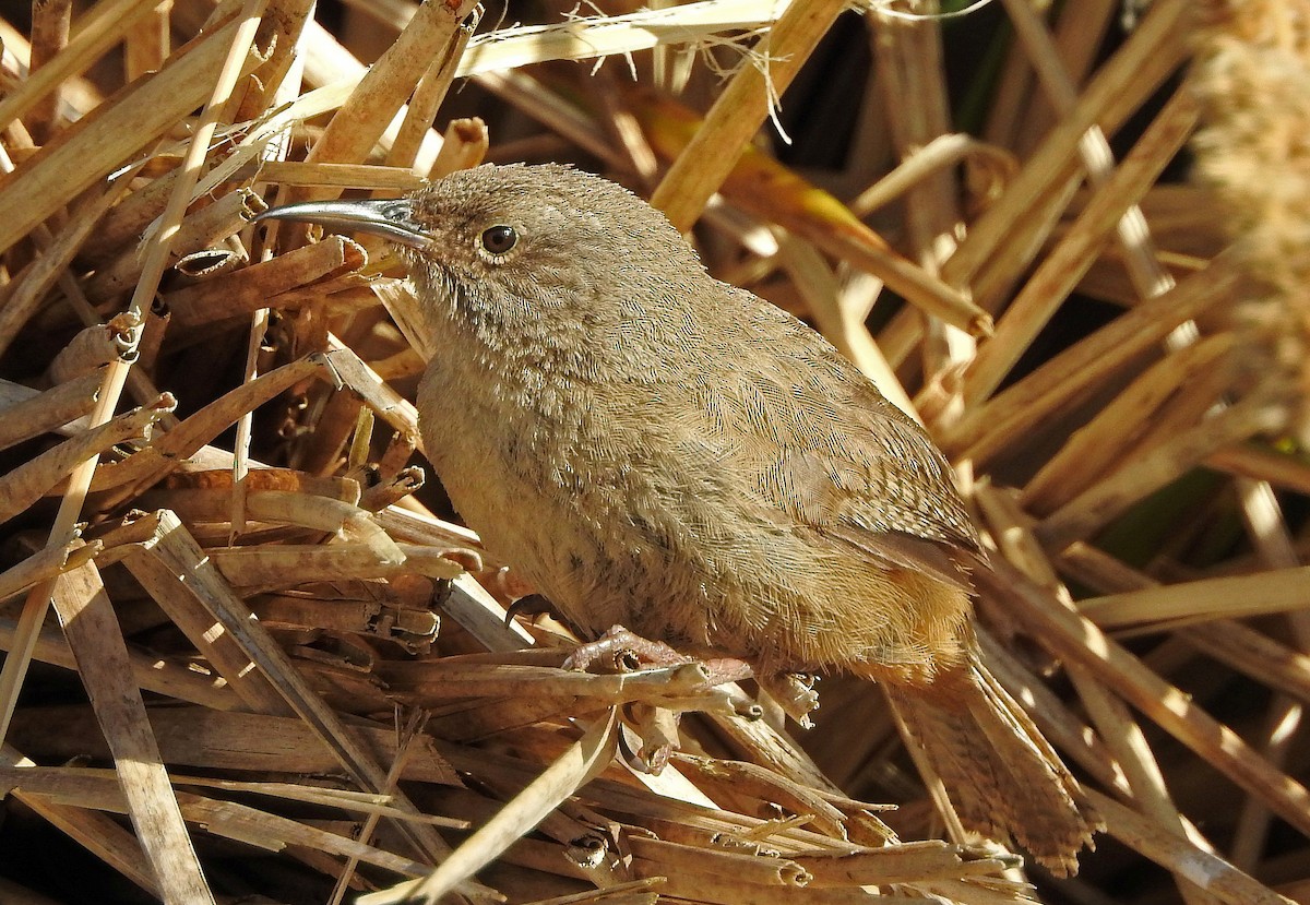 Cobb's Wren - ML129692051