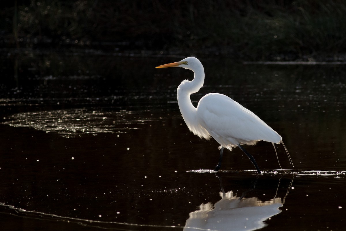 Great Egret - ML129694851