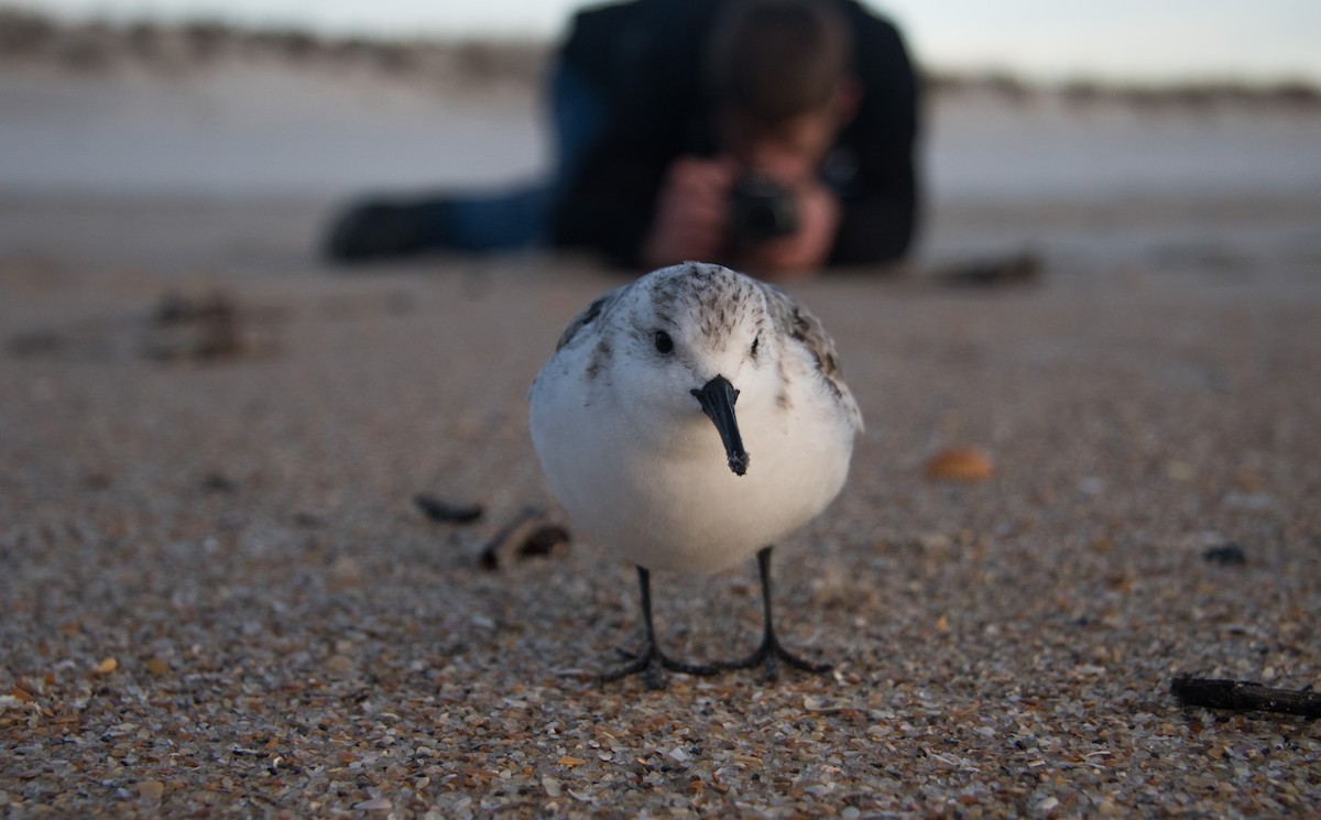 Sanderling - William Hearn